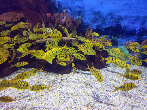 海底世界鱼群