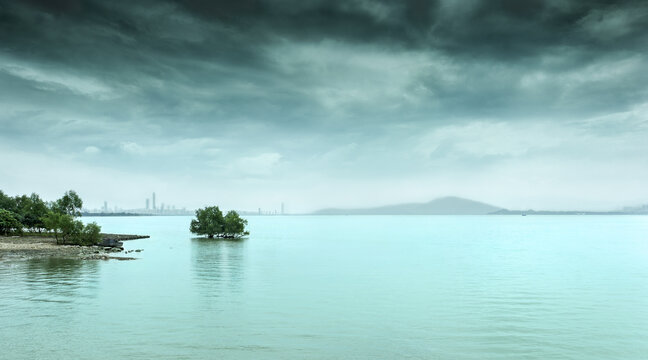 深圳湾海水中的红树林
