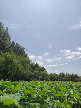 荷塘近景