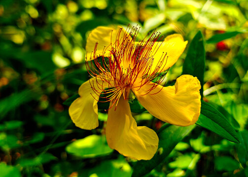 野黄花