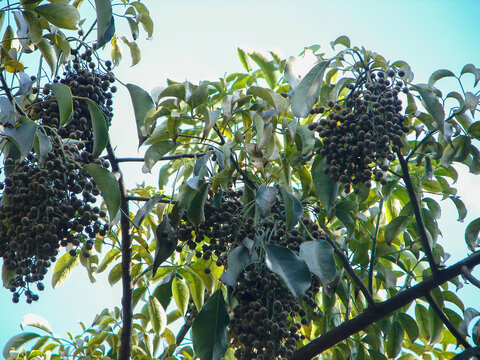 秋枫树枝