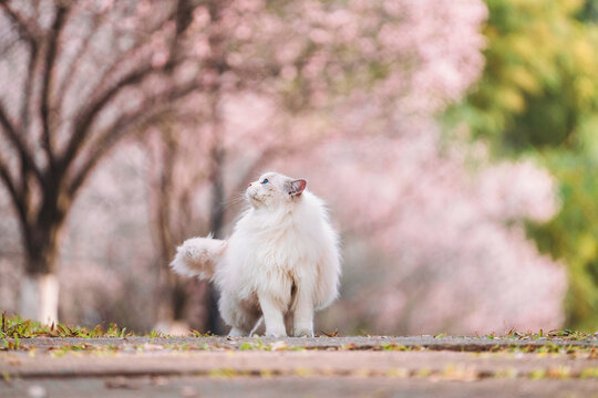 樱花树下的布偶猫