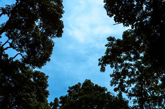 树木树林蓝天中山公园