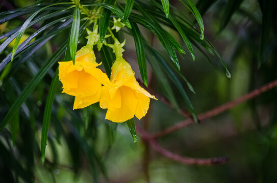 花卉花草深圳中山公园