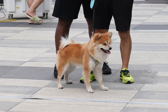 萌宠宠物狗可爱奶狗小型犬