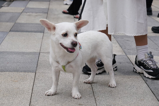 萌宠宠物狗可爱奶狗小型犬