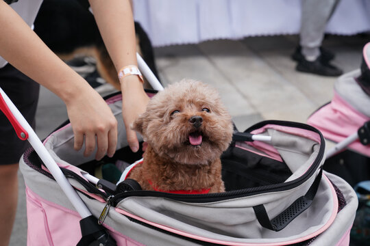 萌宠宠物狗可爱奶狗小型犬