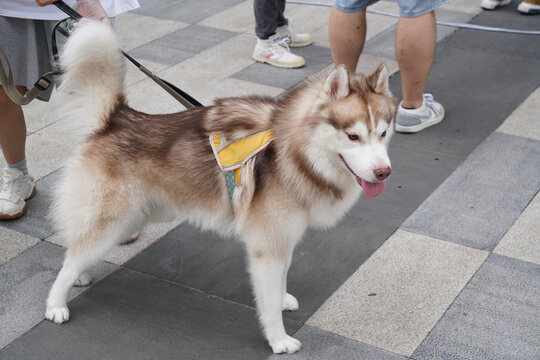 萌宠宠物狗可爱奶狗小型犬