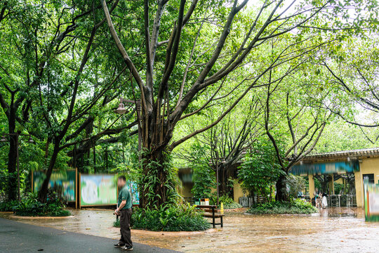 雨天树林