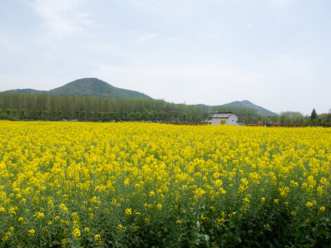 佘村明清代建筑群附近的油菜花