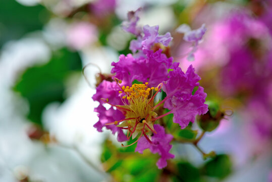 夏天盛开紫薇花