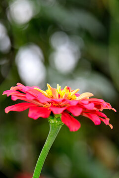 夏天盛开的花朵