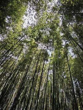 竹树环合