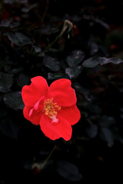雨后红色月季花