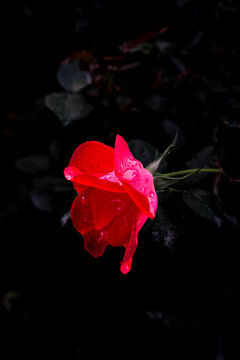 雨后红色月季花