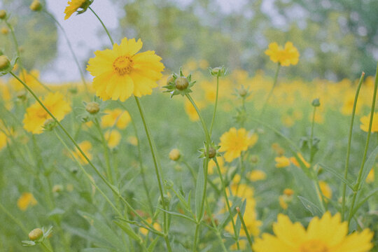 黄色小花