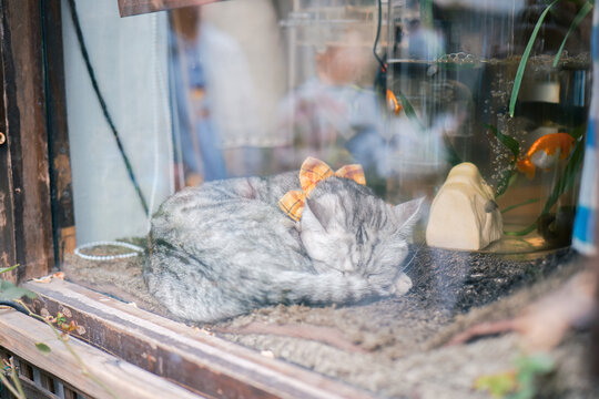 橱窗中睡觉的小猫