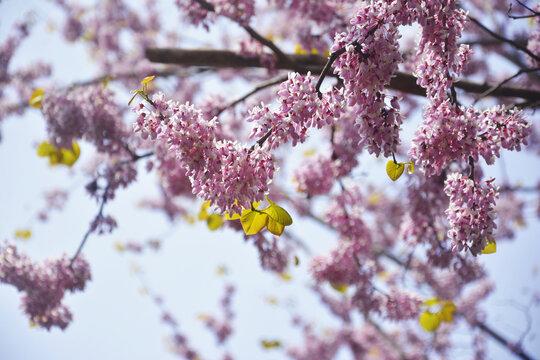 粉色紫荆花树