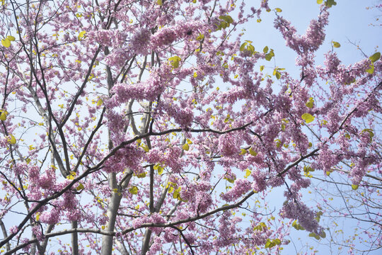 粉色紫荆花树