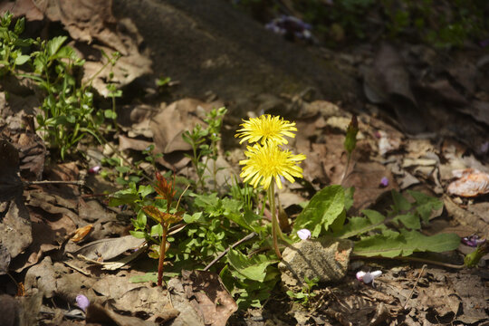 春光里阳光下花开灿烂