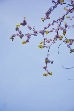 天空粉色紫荆花花枝