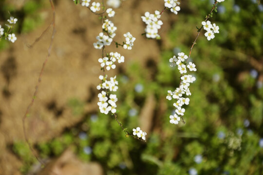 清新小白花