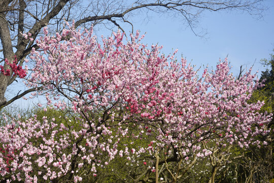 满树花