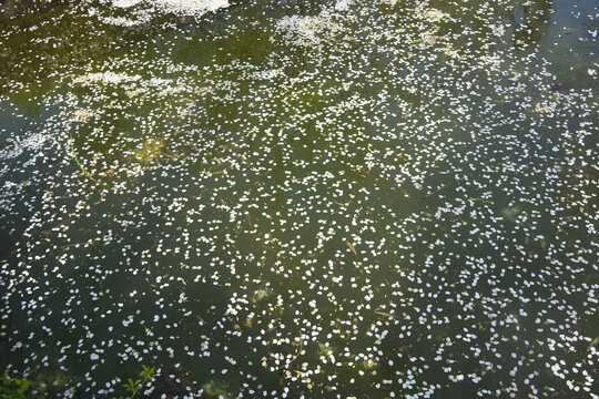 水面飘落的花瓣背景