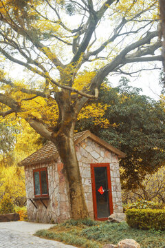 秋天树下的小屋