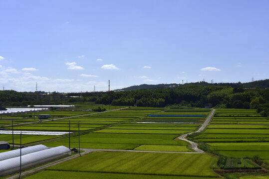 绿色的田野