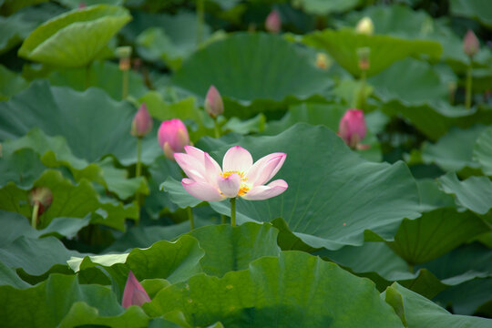 荷花绽放