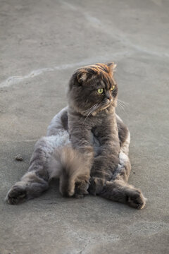 金吉拉流浪猫