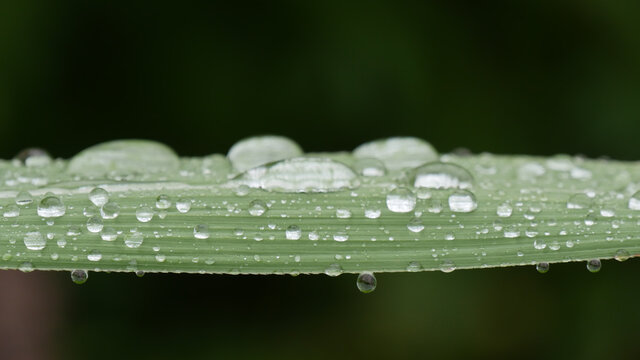 青草叶片上的水珠