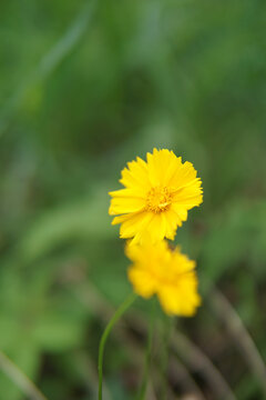 小雏菊