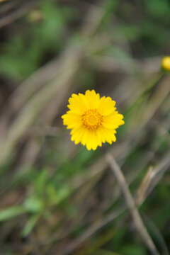 小雏菊