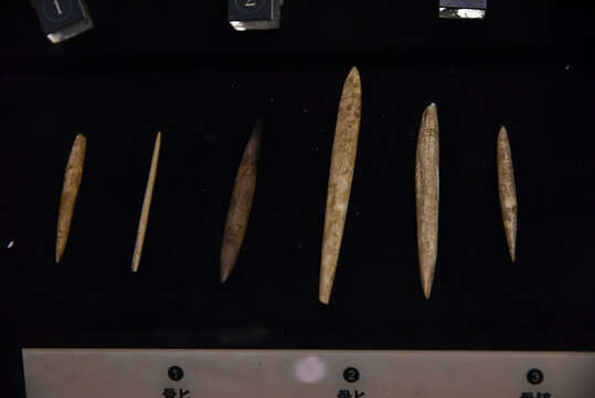 石器时代骨器工具化石