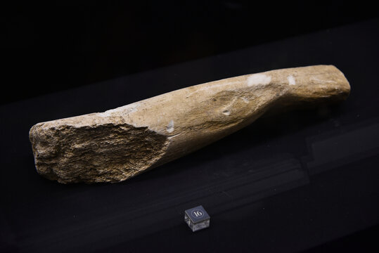 石器时代动物化石