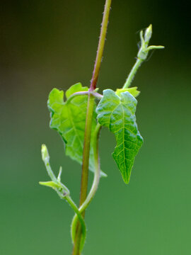 藤植生物