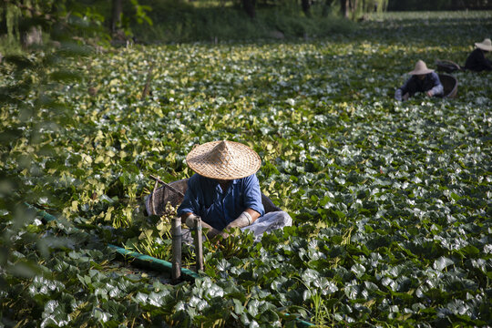 采南湖菱