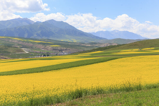 夏季祁连山风光