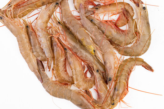 海虾麻虾