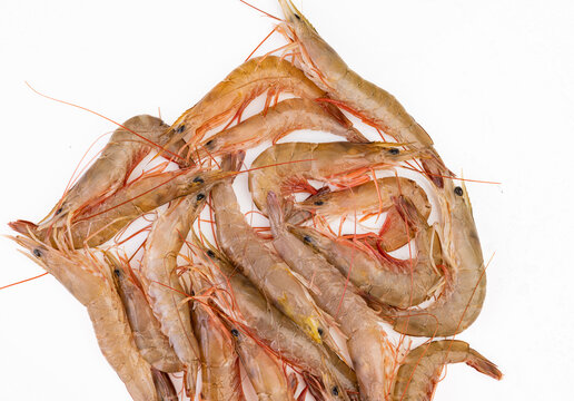 麻虾海虾