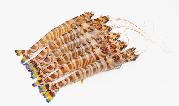 花虾斑节虾