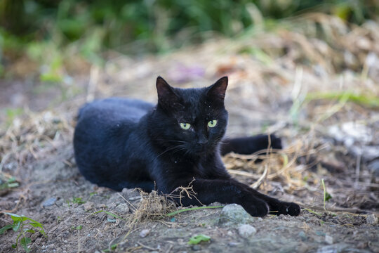 黑色孟买流浪猫