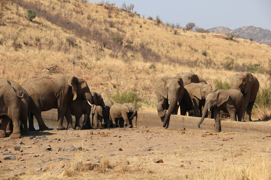 南非象群