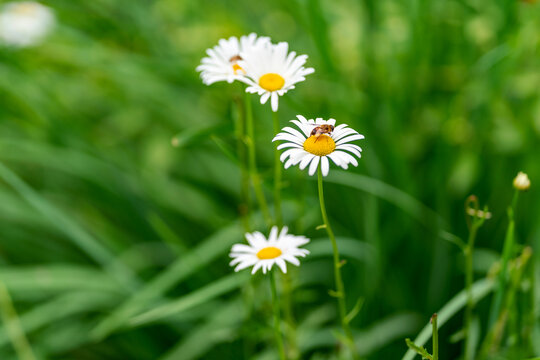 几朵淡黄雏菊花