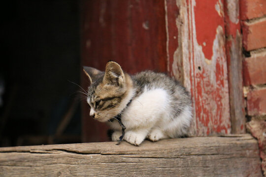 小猫咪