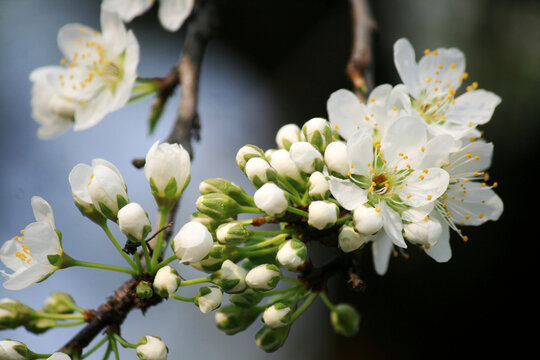 李子花