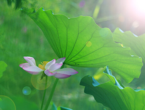 阳光梦幻荷花