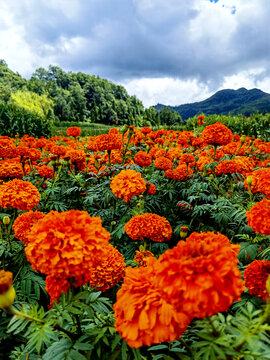 菊花花海